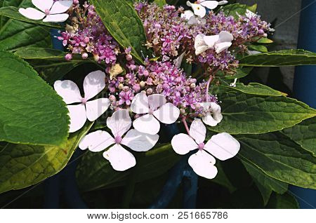 Close-up Photo Of White Flowers Hydrangea Serrata Plant