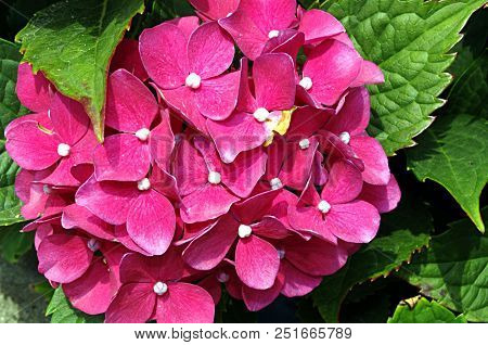 Close-up Photo Of Red Flowers Hydrangea Serrata Plant