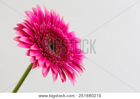 Single Bright Pink Color Gerbera Daisy Isolated On A White Background