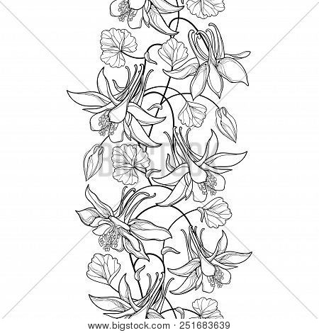 Vector Vertical Seamless Pattern With Outline Aquilegia Or Columbine Flower, Bud And Ornate Leaf In 