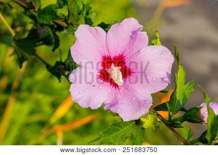 Beautiful Large Althea Flowering Shrub In The Sun. These Beautiful Blooms Are Also Known As Rose Of