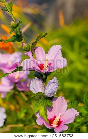 Beautiful Large Althea Flowering Shrub In The Sun. These Beautiful Blooms Are Also Known As Rose Of