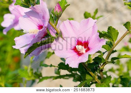 Beautiful Large Althea Flowering Shrub In The Sun. These Beautiful Blooms Are Also Known As Rose Of