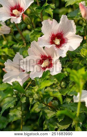 Beautiful Large Althea Flowering Shrub In The Sun. These Beautiful Blooms Are Also Known As Rose Of