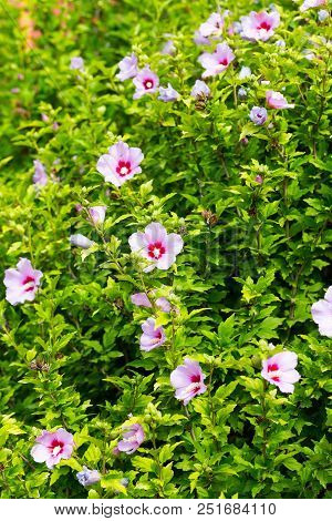 Beautiful Large Althea Flowering Shrub In The Sun. These Beautiful Blooms Are Also Known As Rose Of