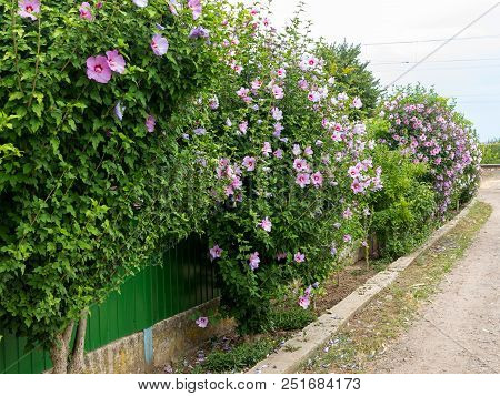 Beautiful Large Althea Flowering Shrub In The Sun. These Beautiful Blooms Are Also Known As Rose Of