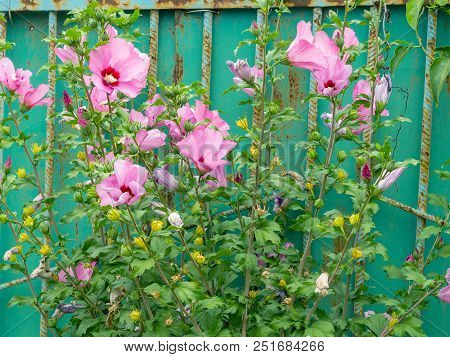 Beautiful Large Althea Flowering Shrub In The Sun. These Beautiful Blooms Are Also Known As Rose Of