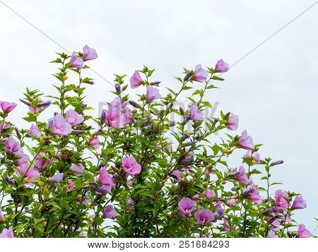 Beautiful Large Althea Flowering Shrub In The Sun. These Beautiful Blooms Are Also Known As Rose Of