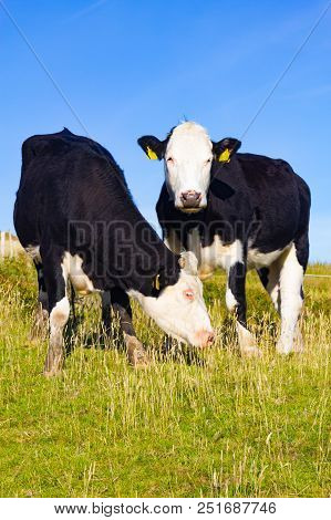 Two White Horses In A Farm Field