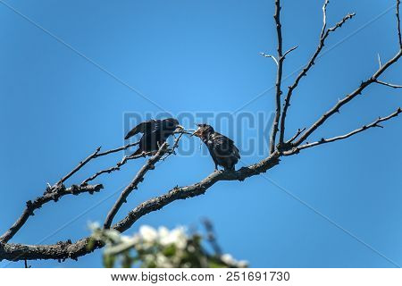 The Common Starling (sturnus Vulgaris). Starling Parent Feeding Nestling