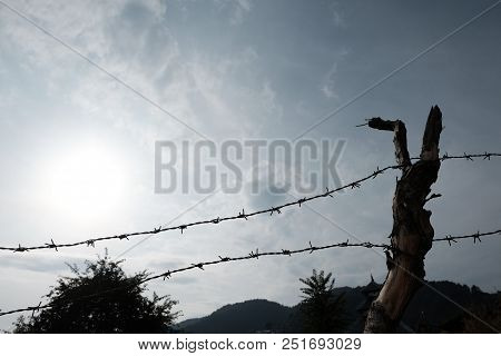 Barbed Wire Tied To A Tree Against A Background Of Forest, Sky And Clouds