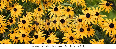 Banner With Yellow Rudbeckia Flowers, Toned Vintage