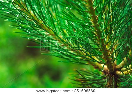 Pine Tree Branch During The Rain With Water Drops On Its Needles In The Evening. Water Drops Falling