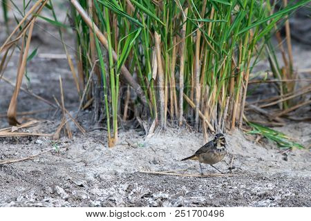 Bluethroat Bird Or Luscinia Svecica In Wild Nature
