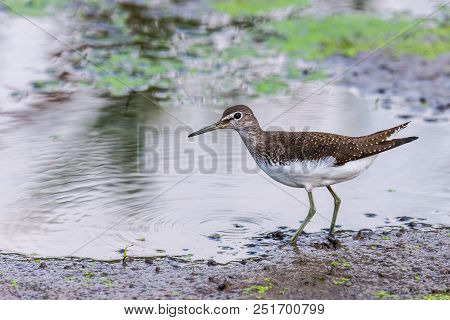 Water Bird Broad Billed Sandpiper. Limicola Falcinellus.