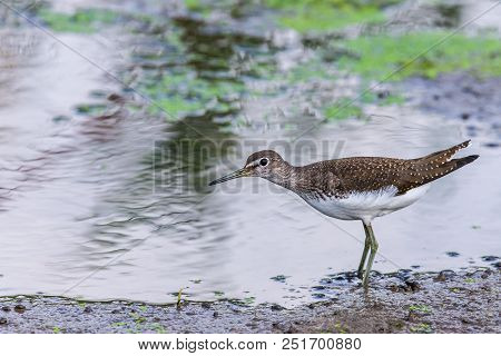 Water Bird Broad Billed Sandpiper. Limicola Falcinellus.