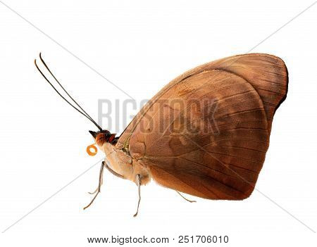 A Male Grecian Shoemaker, Blue-frosted Banner Or Stoplight Catone Butterfly, Catonephele Numilia Sit