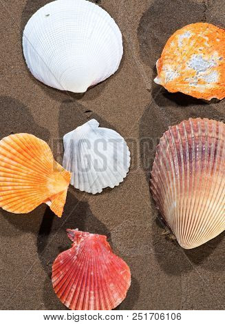 Scallop Shells Lying On Wet Sand On The Beach At Sunrise. Pectinidae.