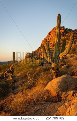 Saguaro Cactus Grow On The Slopes Of The Pinnacle Peak In Scottsdale Arizona. A Hiking Park Located 
