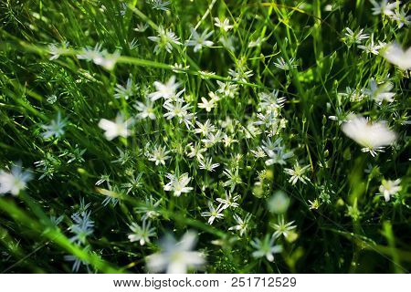 Small White Flowers Of Stellaria. Floral Background