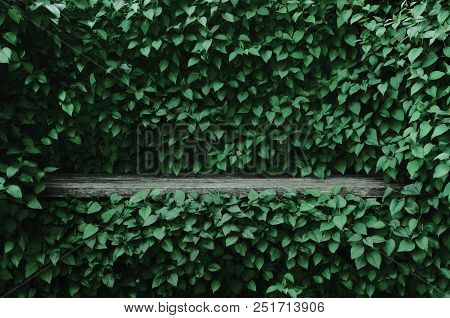 Syringa Vulgaris Common Lilac Plants Green Leaf Hedge Background, Old Aged Dark Gray Weathered Woode