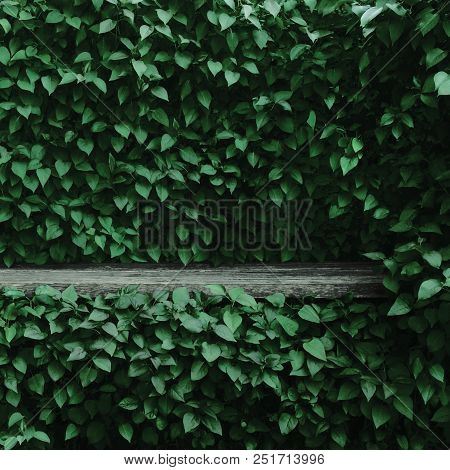 Syringa Vulgaris Common Lilac Plants Green Leaf Hedge Background, Old Aged Dark Gray Weathered Woode