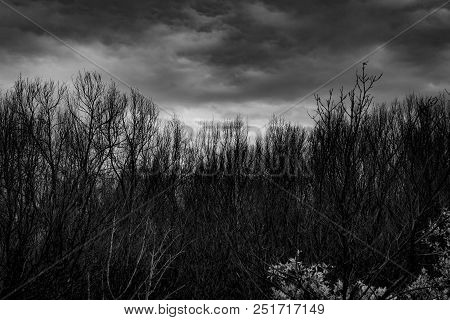 Silhouette Dead Tree  On Dark Dramatic Grey Sky And Clouds Background For  Scary, Death, And Peace C