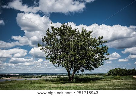One Tree On The Sky And Clouds Backgrounds