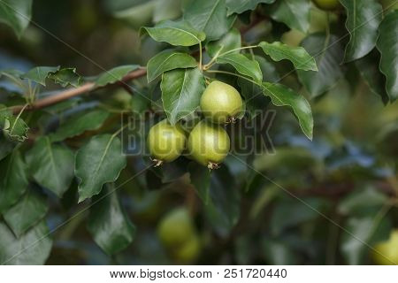 Unripe Pears In Green Foliage On Tree Branches, Summer