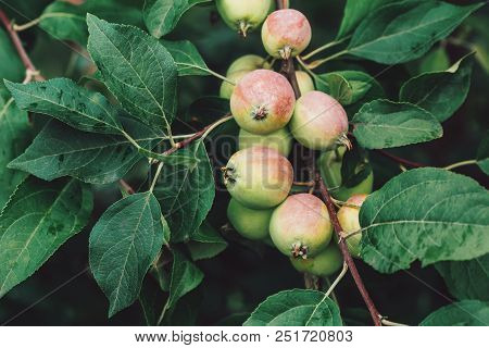 Unripe Apples In Green Foliage On Tree Branches, Summer