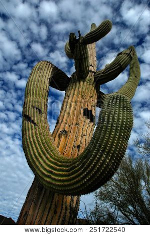 Detail cactus cacti in Arizona desert with blue sky and clouds