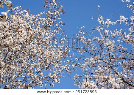 Mountain Cherry Blossoms And Yoshino Cherry Blossoms Under Blue Sky