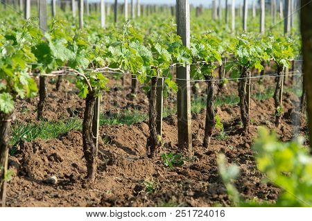 Vineyard At Sring Near Village Of Saint-emilion
