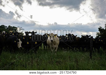 Herd Of Commercial Beef Cattle At A Fenceline  At Dusk