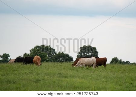 Commercial Beef Cattle Grazing In Tall Bermudagrass Pasture With Blank Area Above For Copy