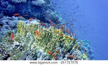 Underwater World Of The Red Sea, Corals, Goldfish And Other Fish, Against The Background Of The Sea 