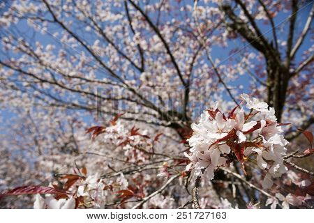 Mountain Cherry Blossoms In Front Of Branches Under Blue Sky