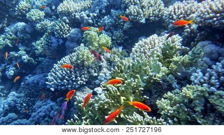 Underwater World Of The Red Sea, Corals, Goldfish And Other Fish, Against The Background Of The Sea 