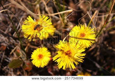 Yellow Flowers Of Tussilago Farfara (coltsfoot). Close-up