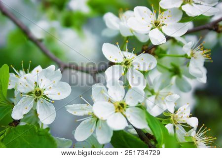 Blooming Cherry Branches In The Spring Garden