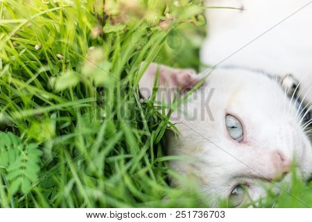 Close Up Cat Eye On Green Grass