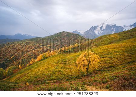 Autumn landscape. Cloudy day in the mountains. Birch on the mountain Mkheer. Zemo Svaneti, Georgia 
