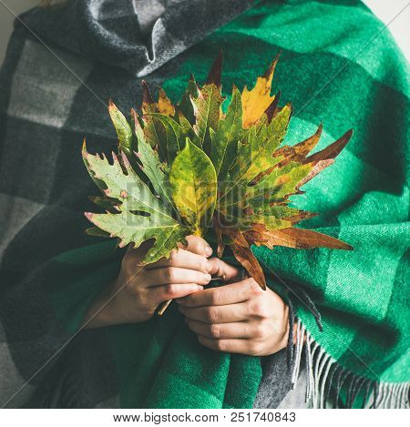 Woman In Warm Woolen Green Check Scarf Or Blanket With Autumn Fallen Leaves In Her Hands, Square Cro