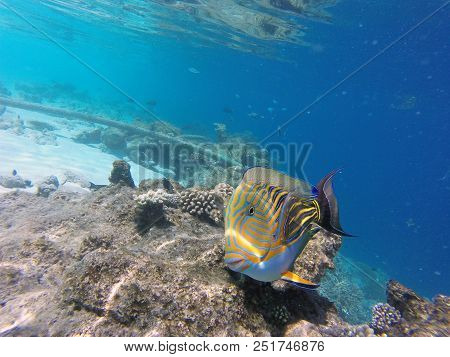 Colorfull Tropical Fisch Under Blue Water Foto