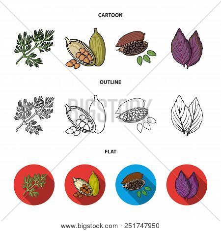 Dill, Cocoa Beans, Basil.herbs And Spices Set Collection Icons In Cartoon, Outline, Flat Style Vecto
