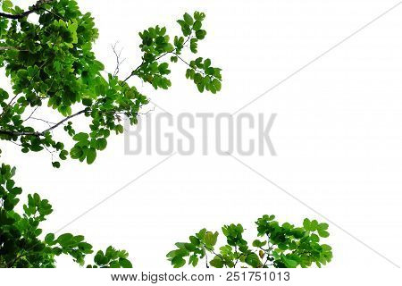 Tropical Tree Leaves With Branches On White Isolated Background For Green Foliage Backdrop