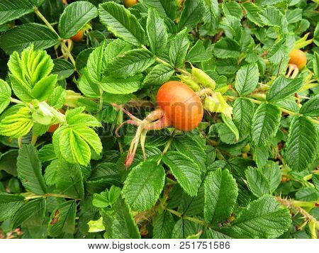 Unripe fruits of beach rose (Rugosa Rose) Rosa rugosa with green leaves