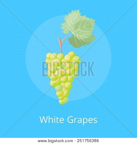 Poster With Bunch Of White Grape With Green Leaf Vector Illustration Isolated On Blue Background. Be