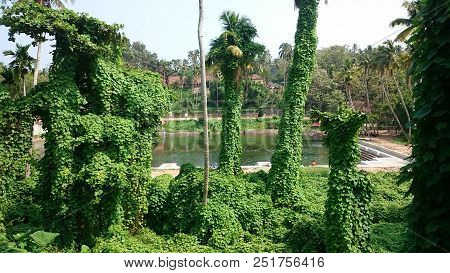Green Indian Jungle In The Varkala Kerala