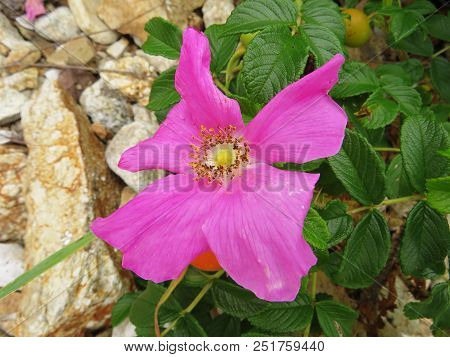 Flower and unripe fruits of beach rose (Rugosa Rose) Rosa rugosa with green leaves